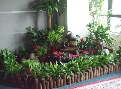 绿植出租.jpg