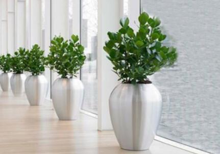 植物租赁.jpg