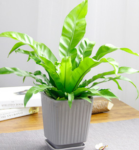 植物出租 植物出租