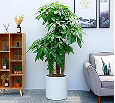 植物出租 植物出租