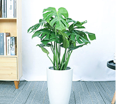 植物出租 植物出租