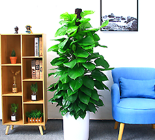 绿植租赁 绿植租赁